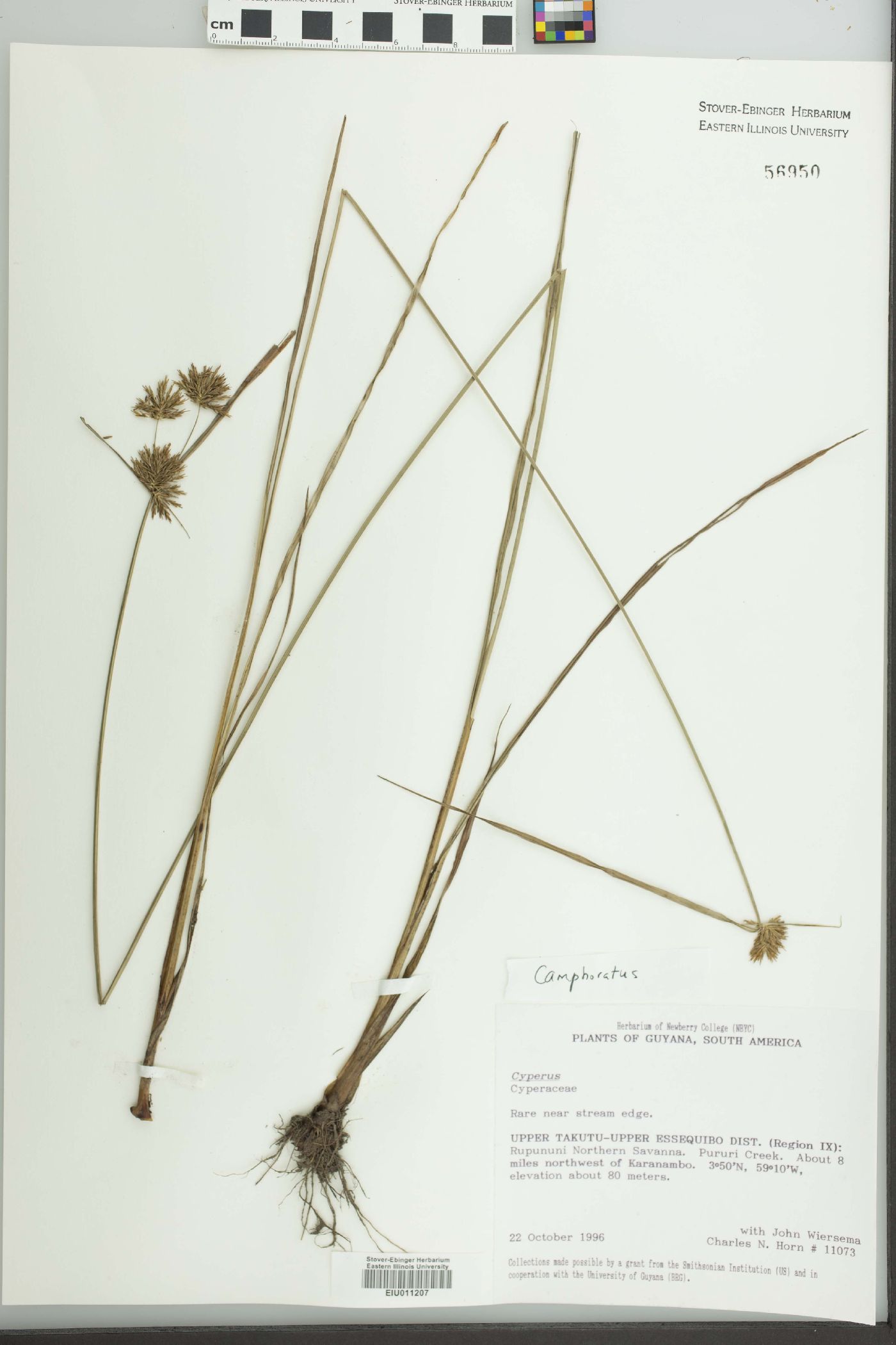 Cyperus camphoratus image