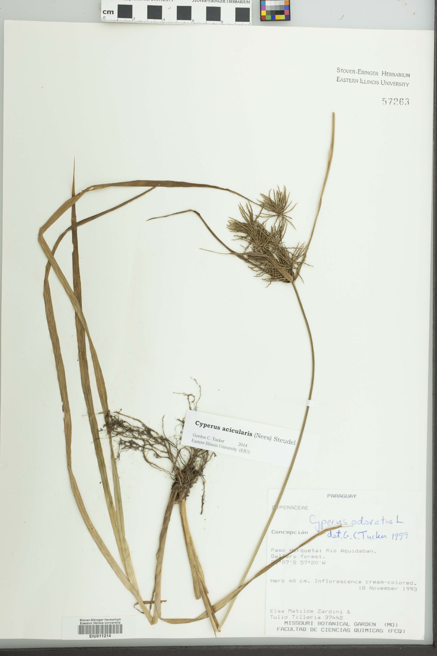 Cyperus strongii image