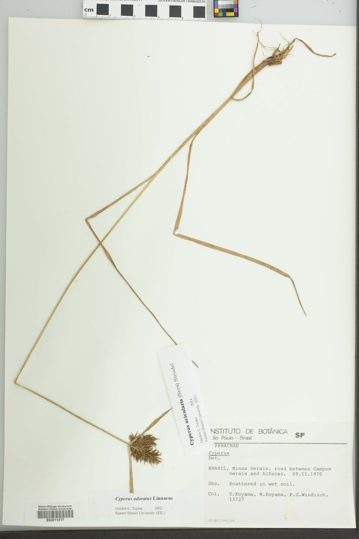 Cyperus strongii image
