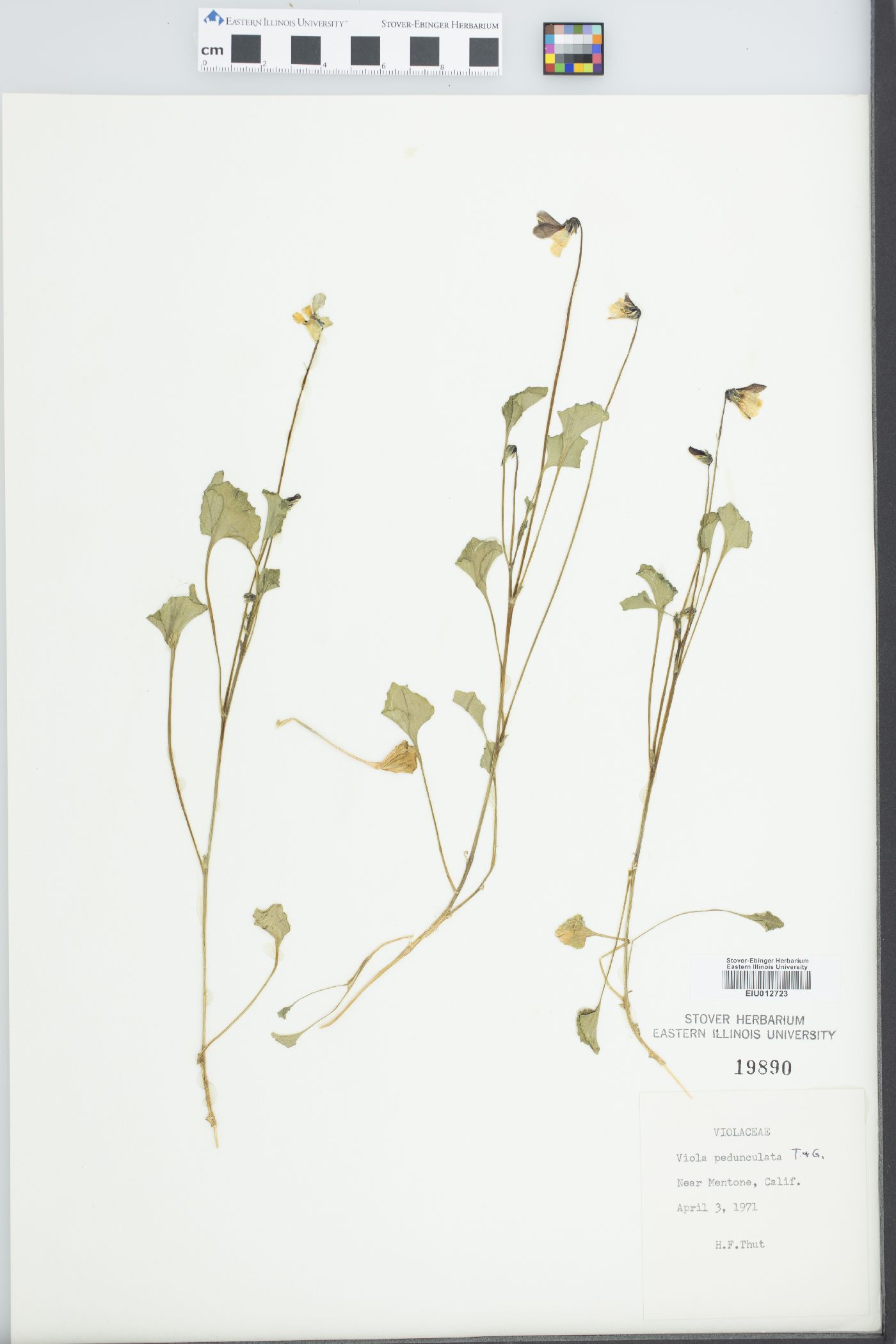 Viola pedunculata image