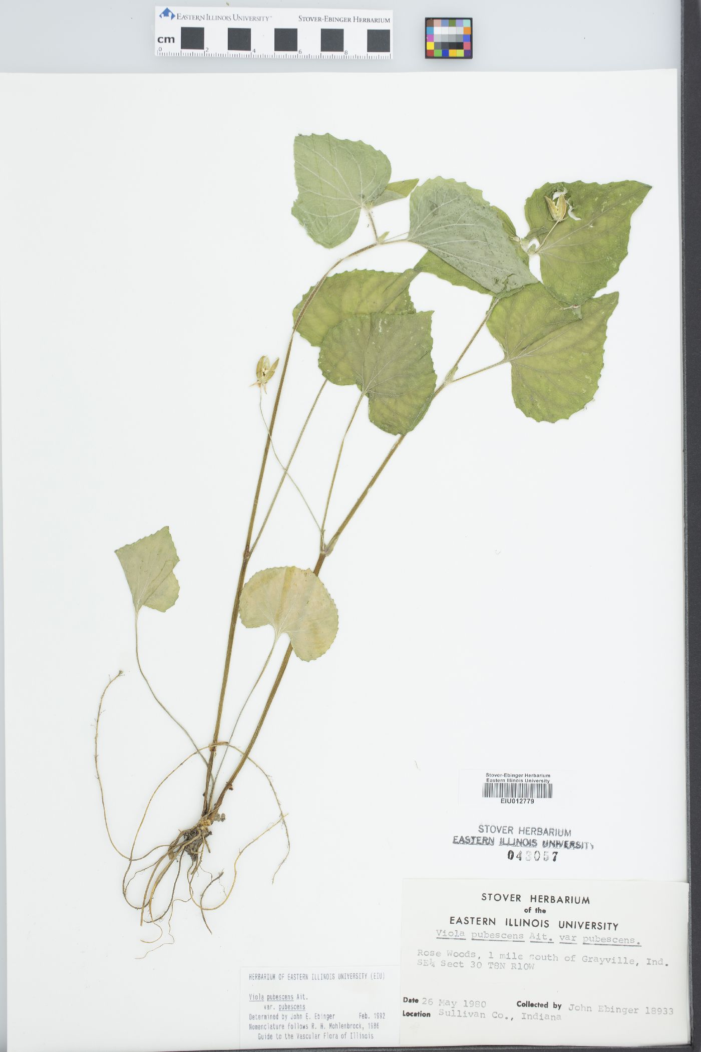 Viola pubescens var. eriocarpa image