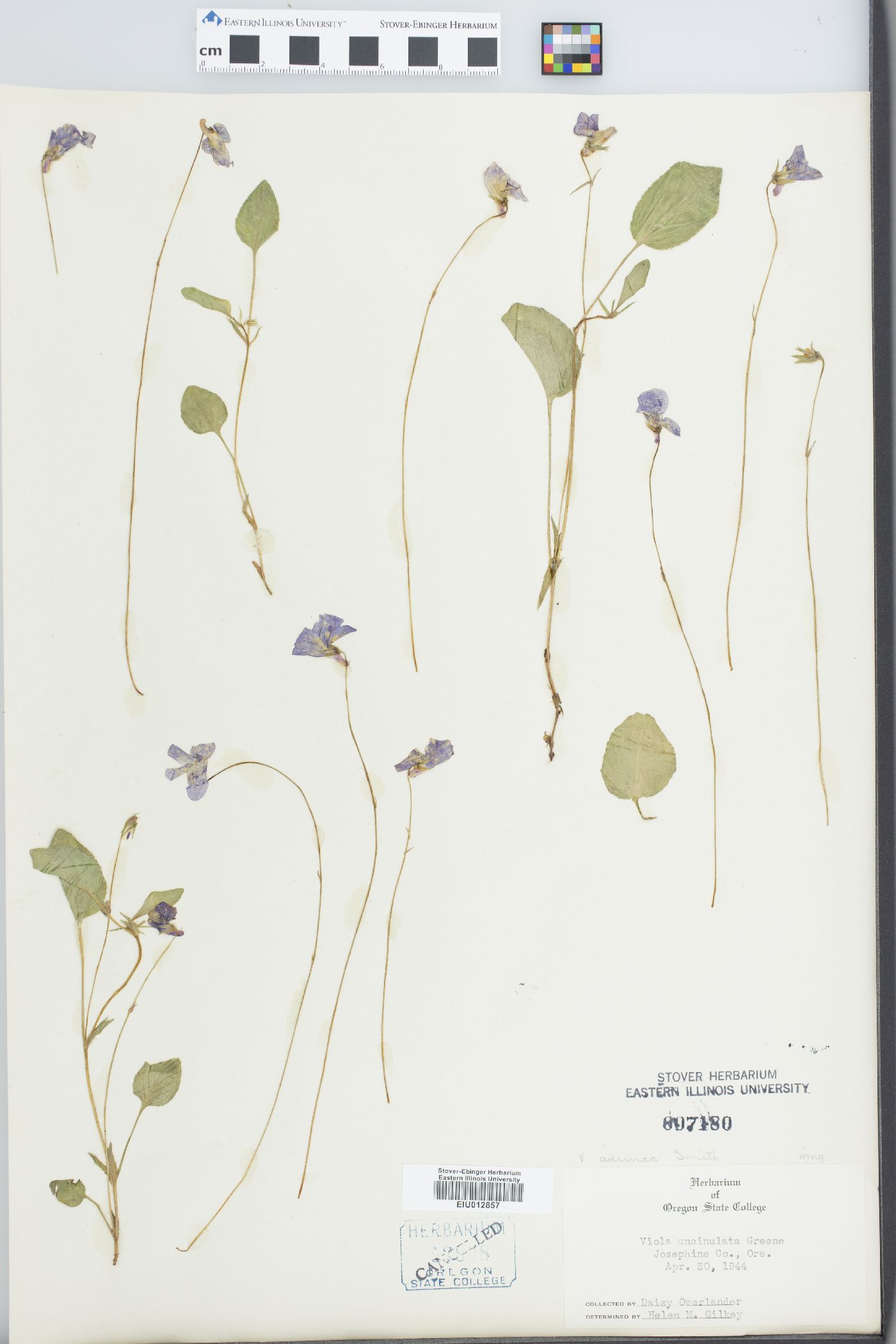 Viola adunca var. uncinulata image