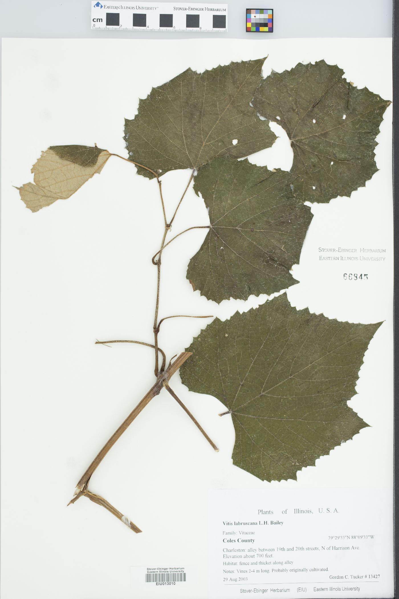 Vitis x labruscana image