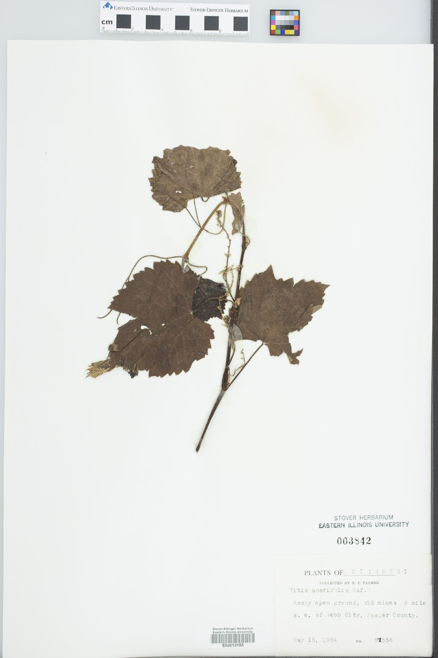 Vitis acerifolia image