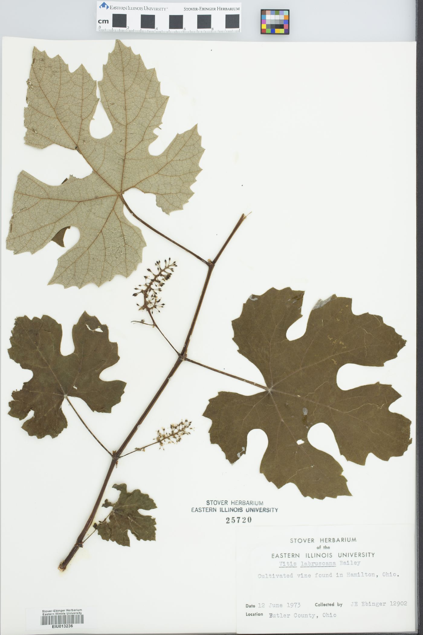 Vitis labruscana image