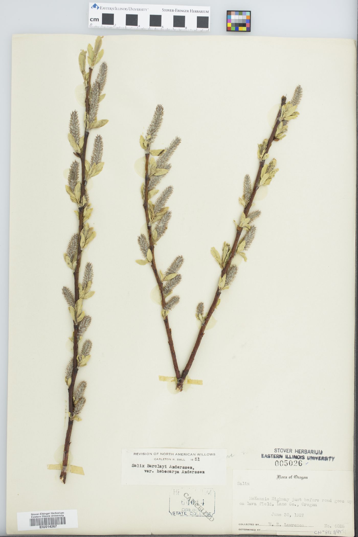 Salix barclayi var. hebecarpa image