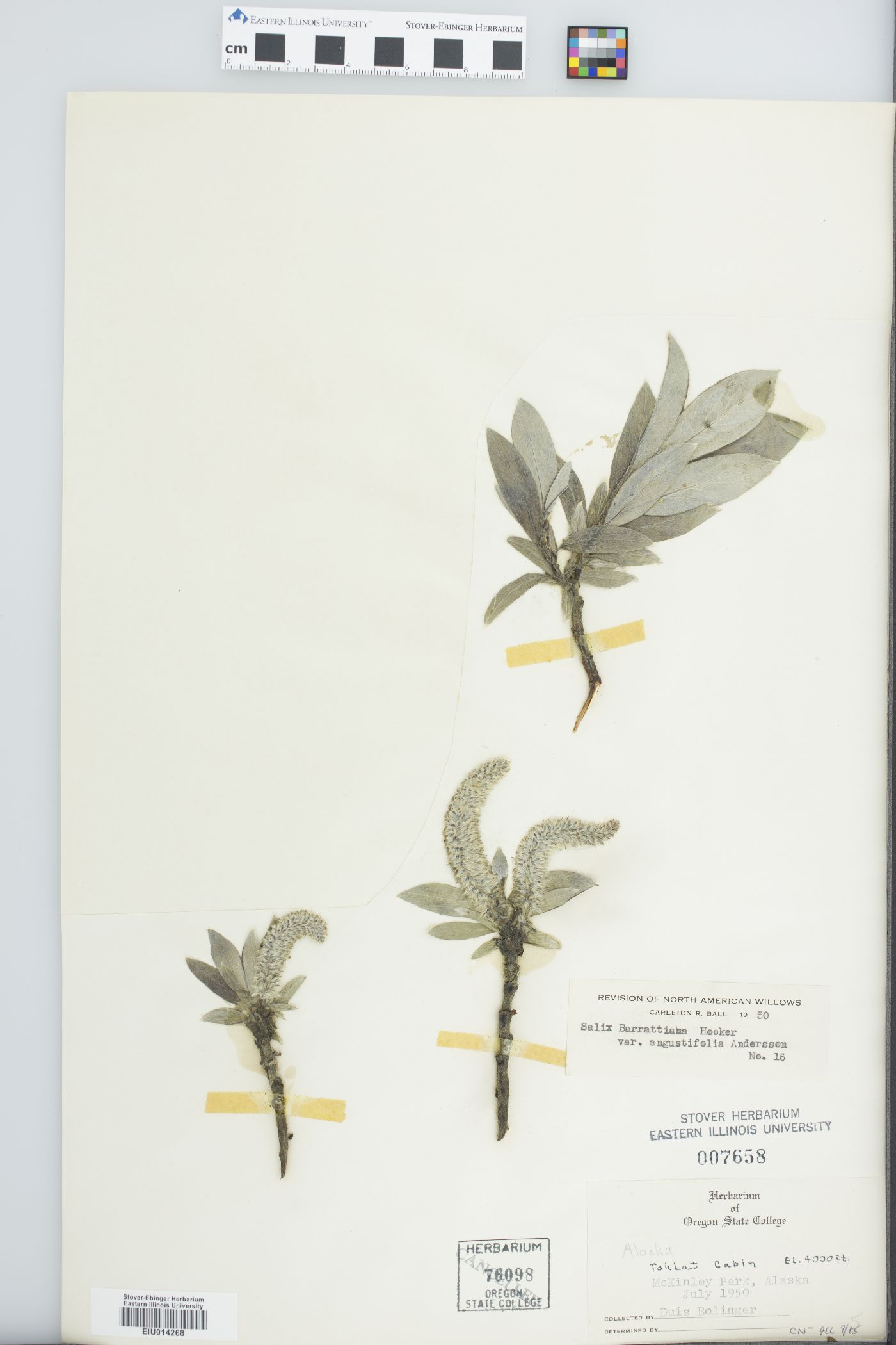 Salix barrattiana var. angustifolia image