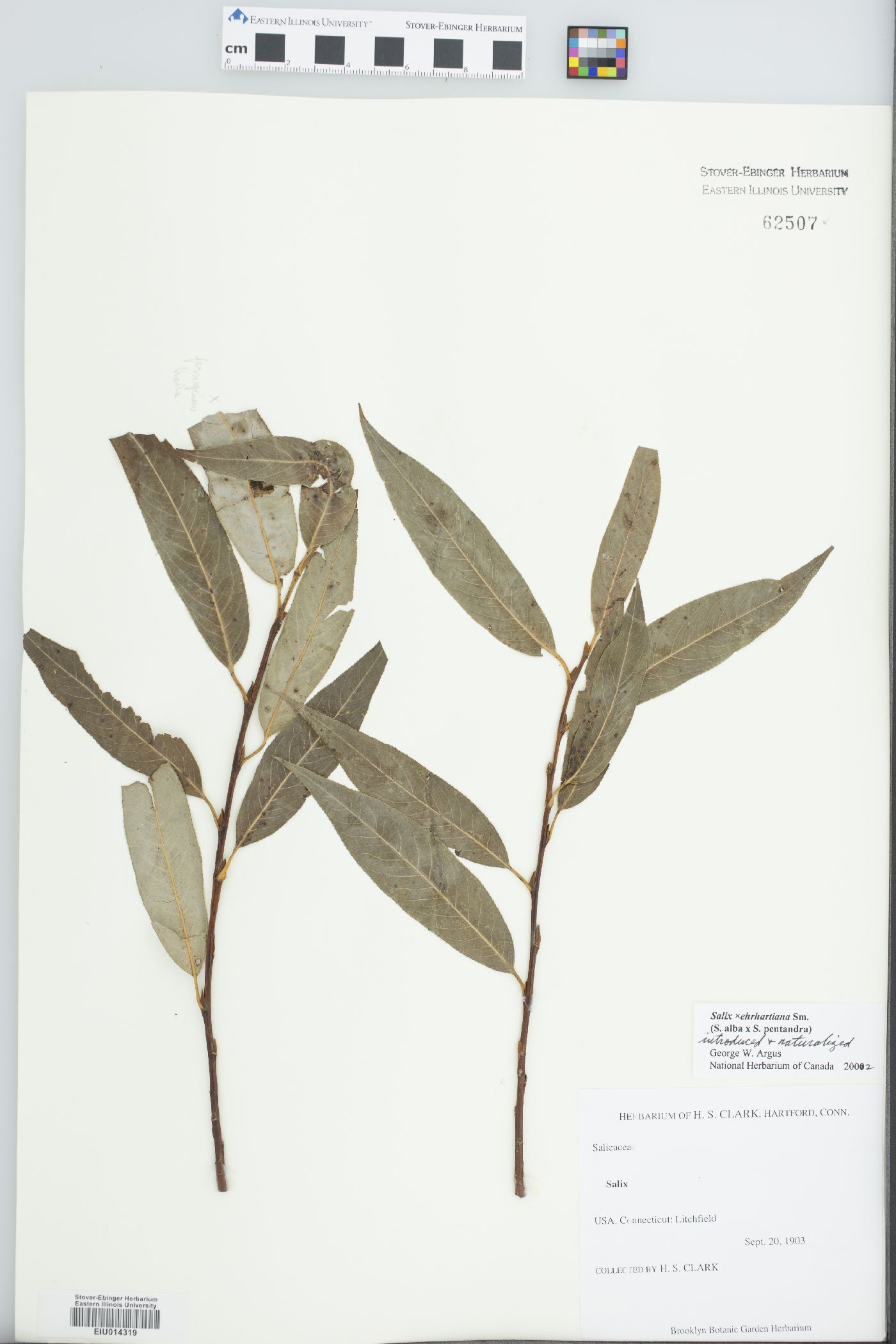 Salix x ehrhartiana image