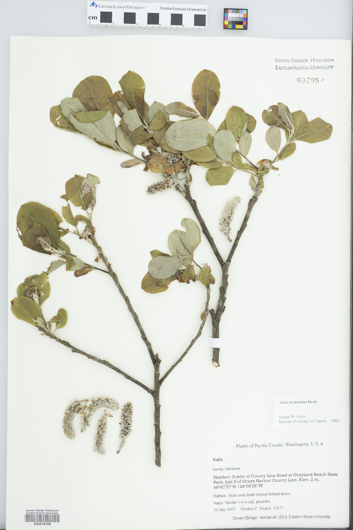 Salix hookeriana image