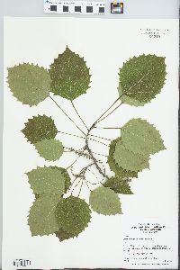 Populus grandidentata image