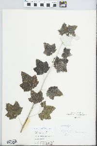 Populus alba image