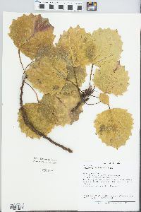 Populus grandidentata image