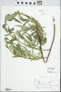 Salix x sepulcralis image