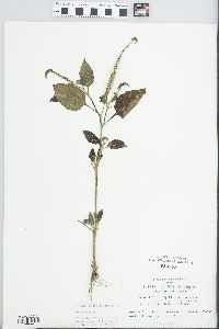 Heliotropium indicum image