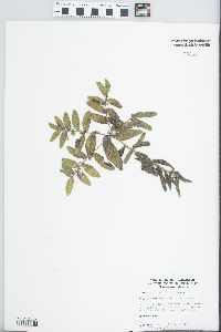 Lithospermum canescens image