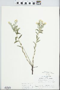 Lithospermum canescens image