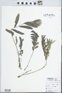 Lithospermum canescens image