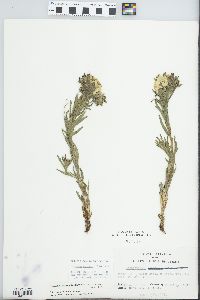 Lithospermum caroliniense image