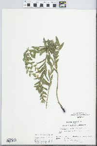 Lithospermum caroliniense image