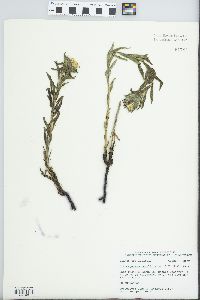 Lithospermum caroliniense image