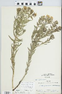 Lithospermum caroliniense image