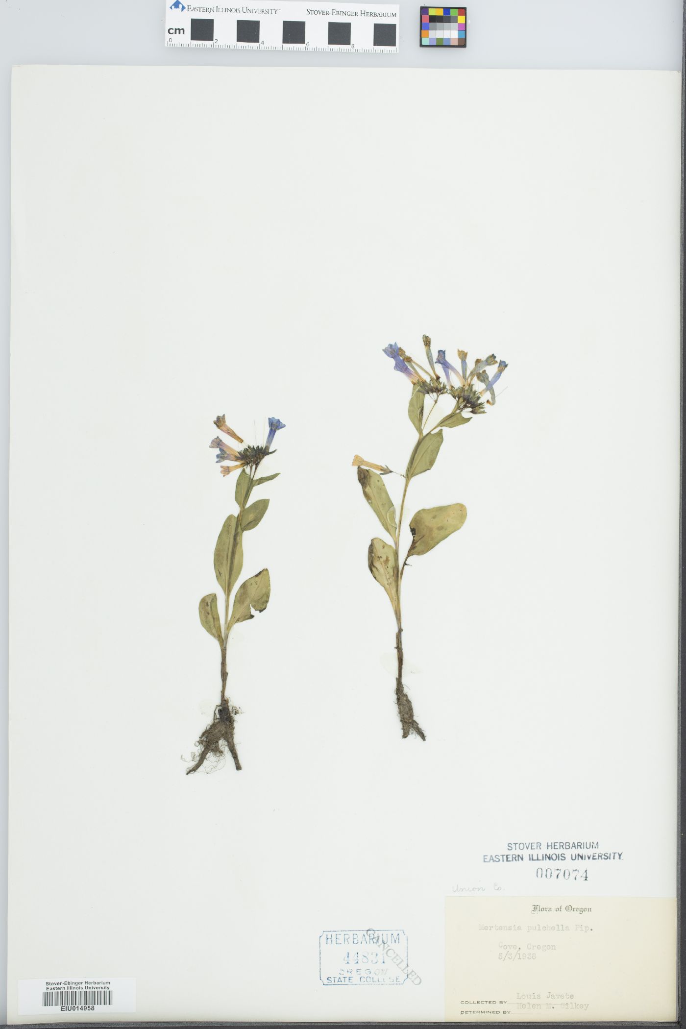 Mertensia longiflora var. pulchella image