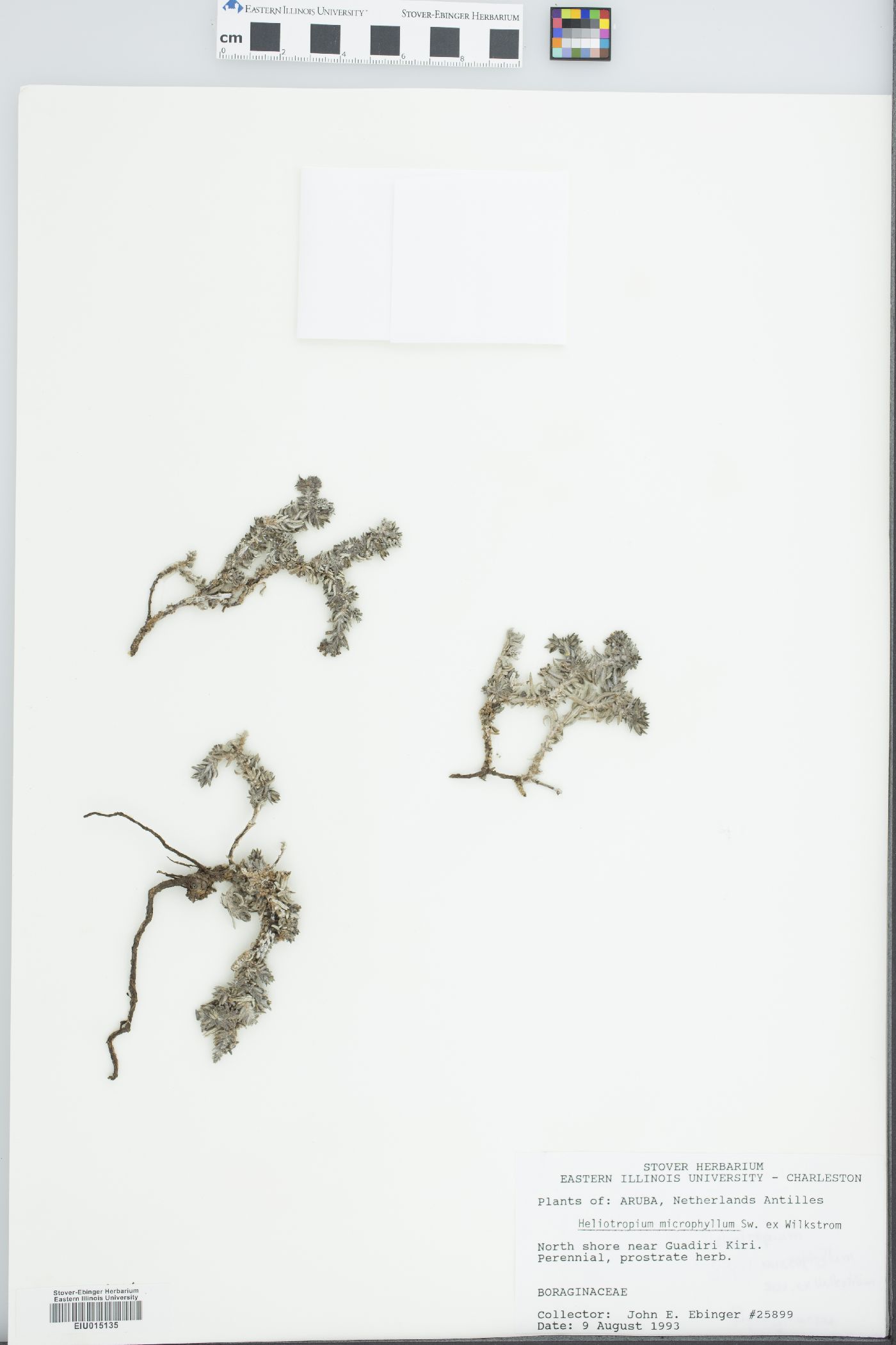 Heliotropium microphyllum image
