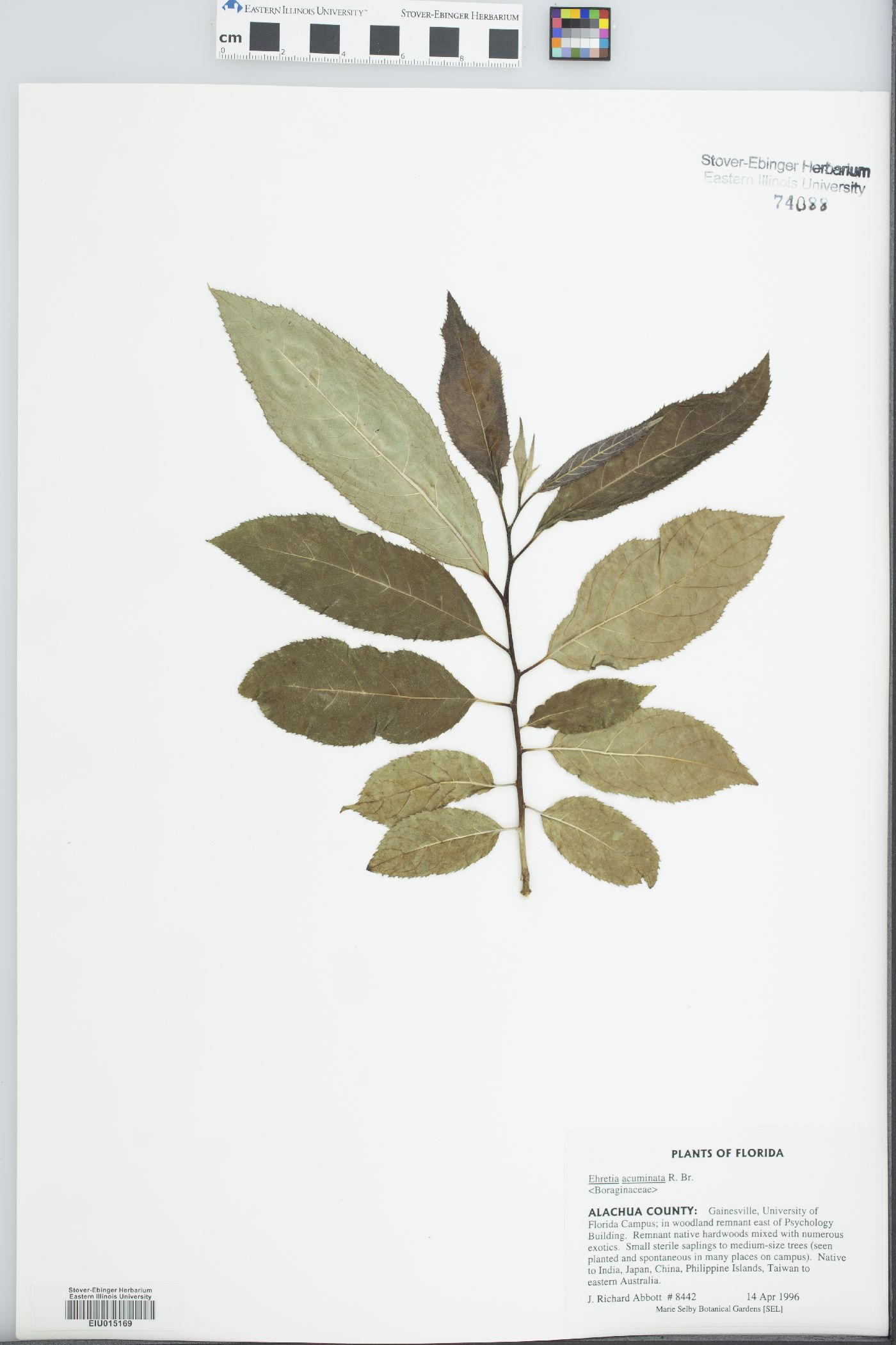 Ehretia acuminata image