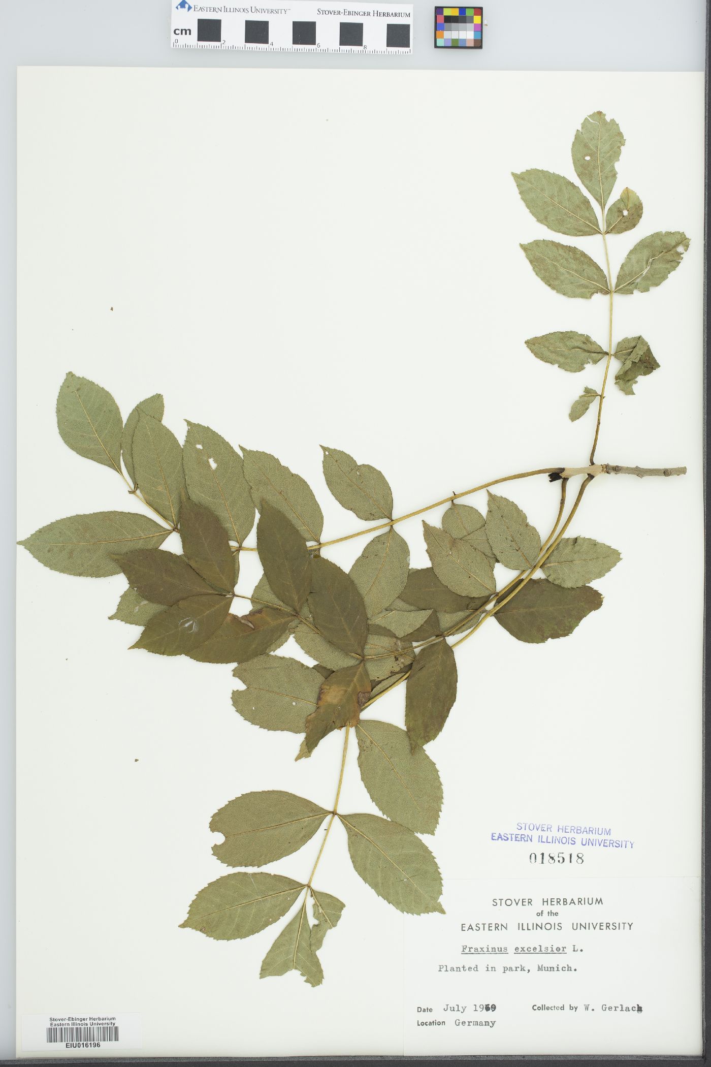 Fraxinus excelsior image