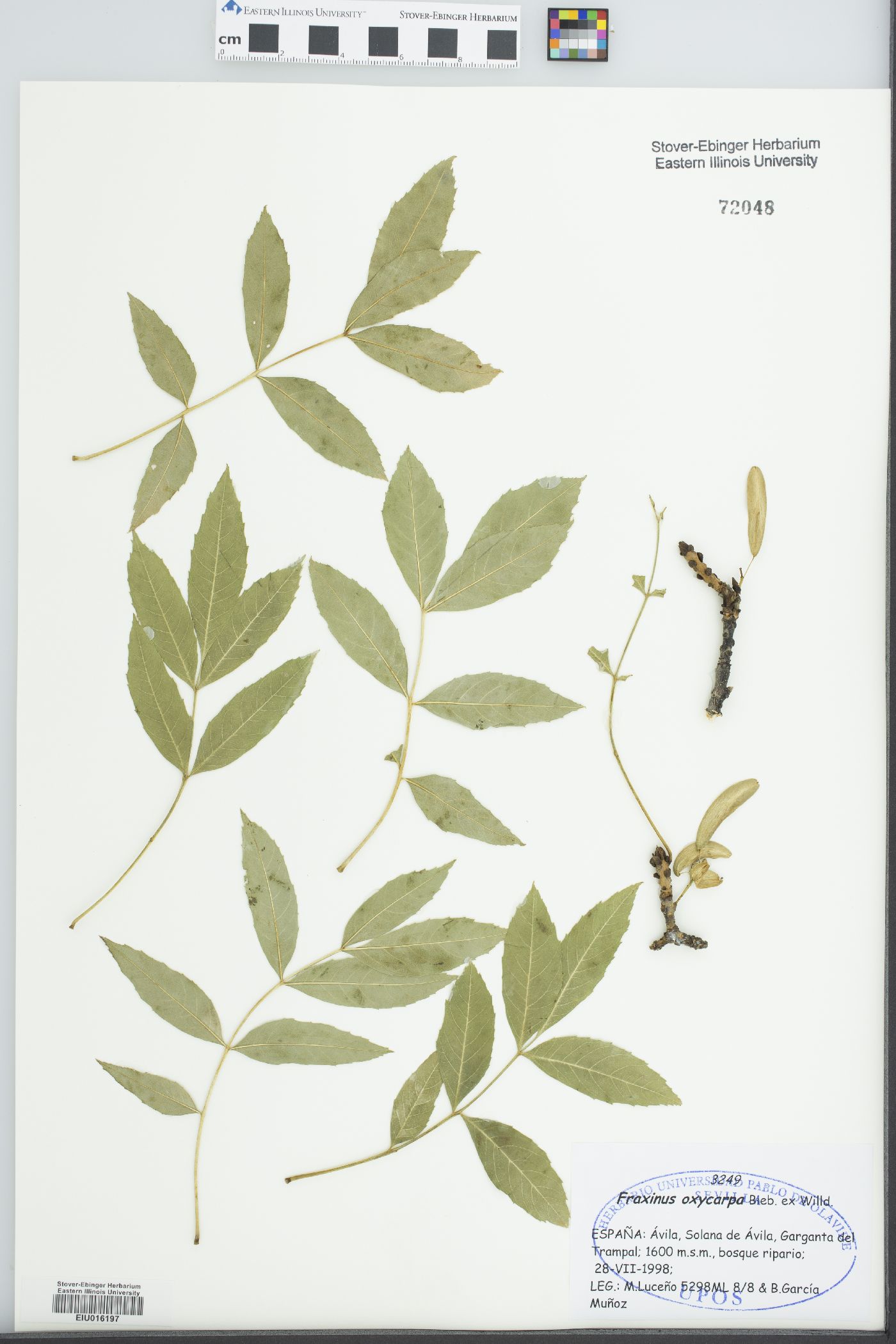 Fraxinus oxycarpa image