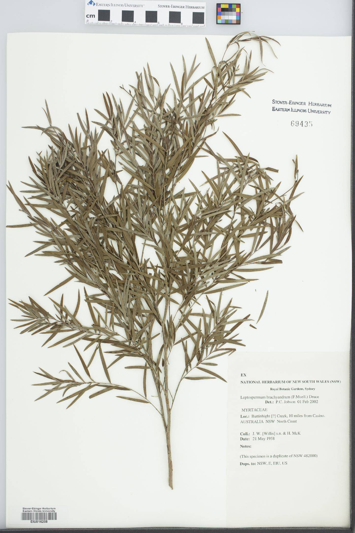 Leptospermum brachyandrum image