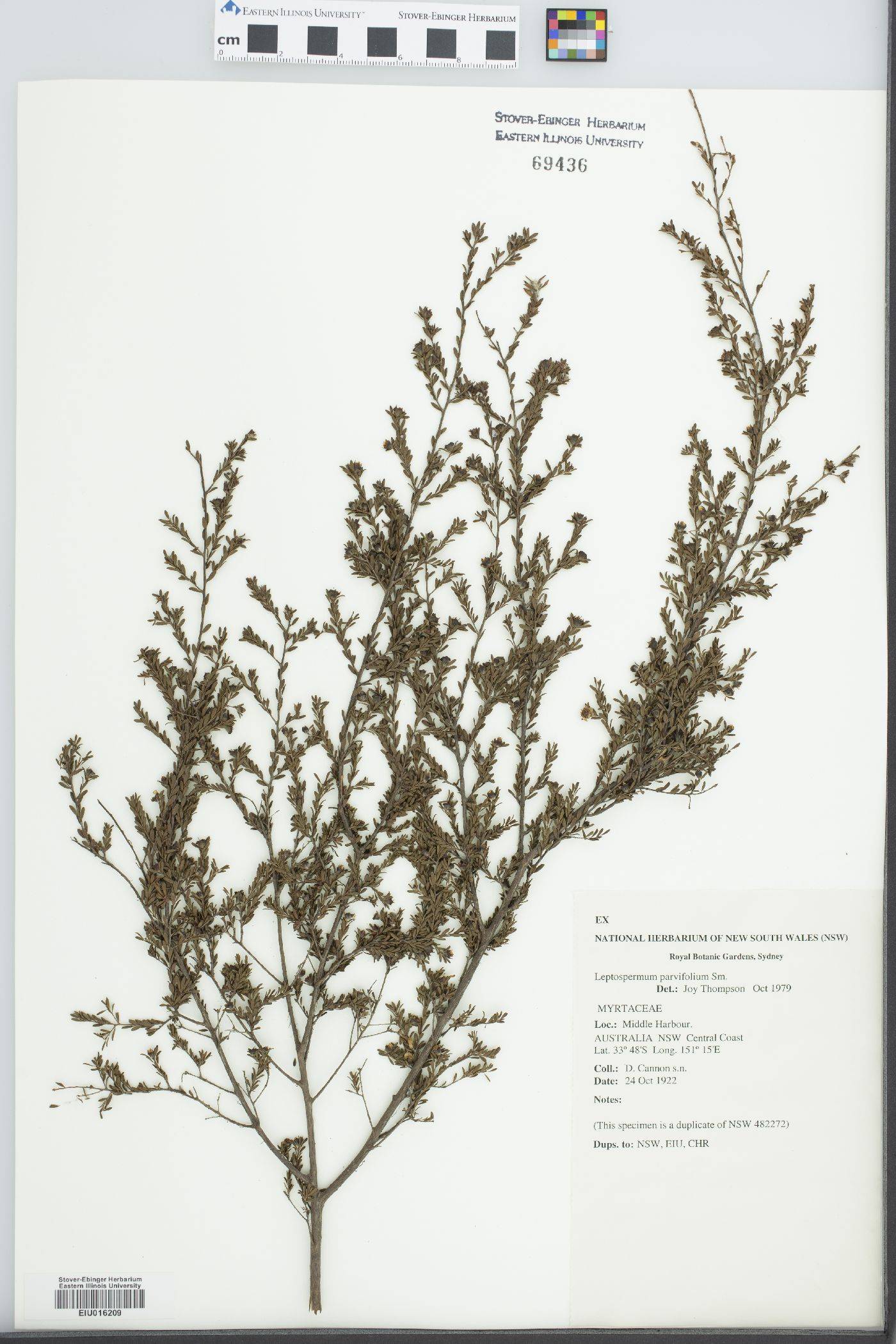 Leptospermum parvifolium image