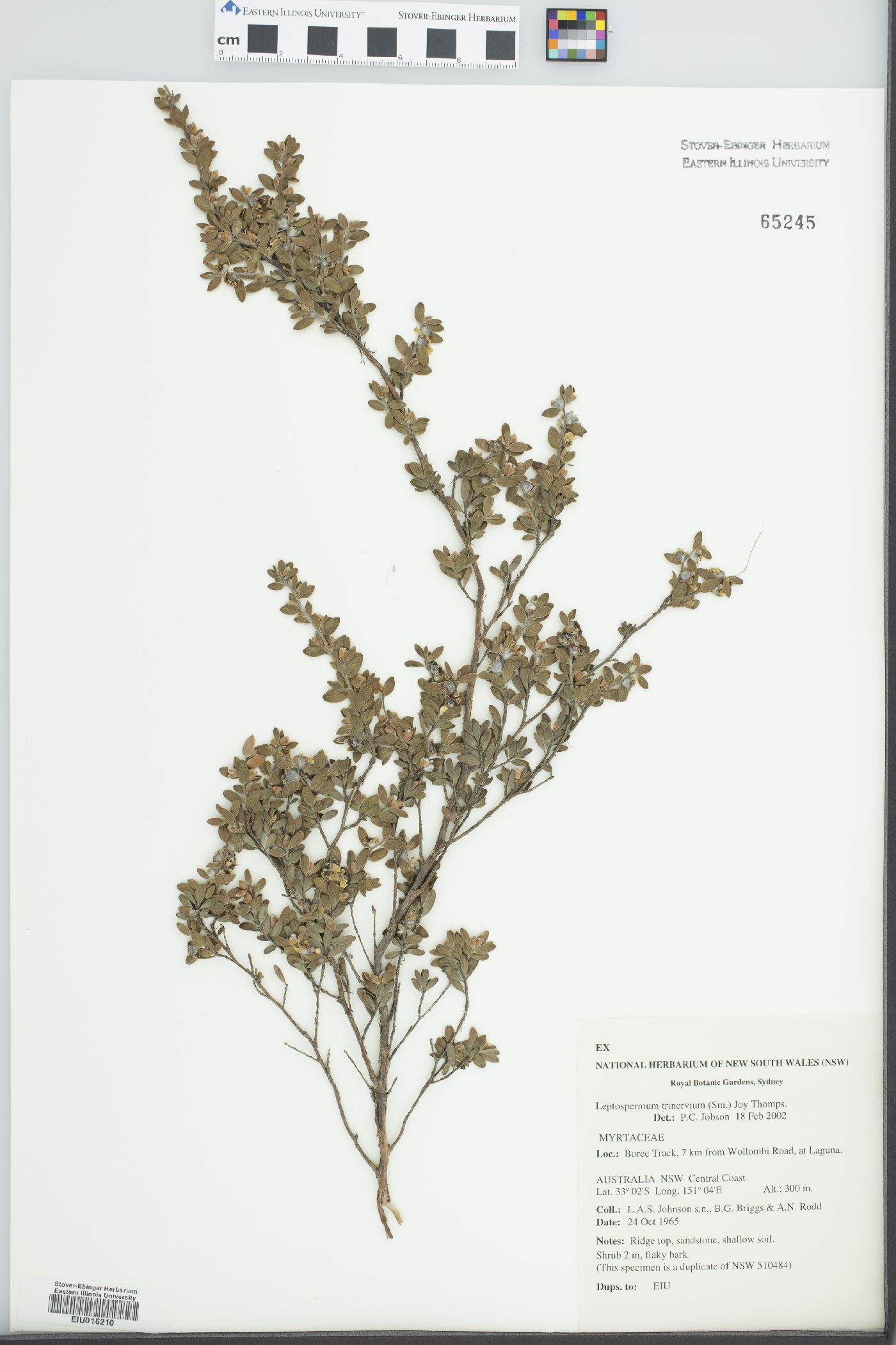 Leptospermum trinervium image