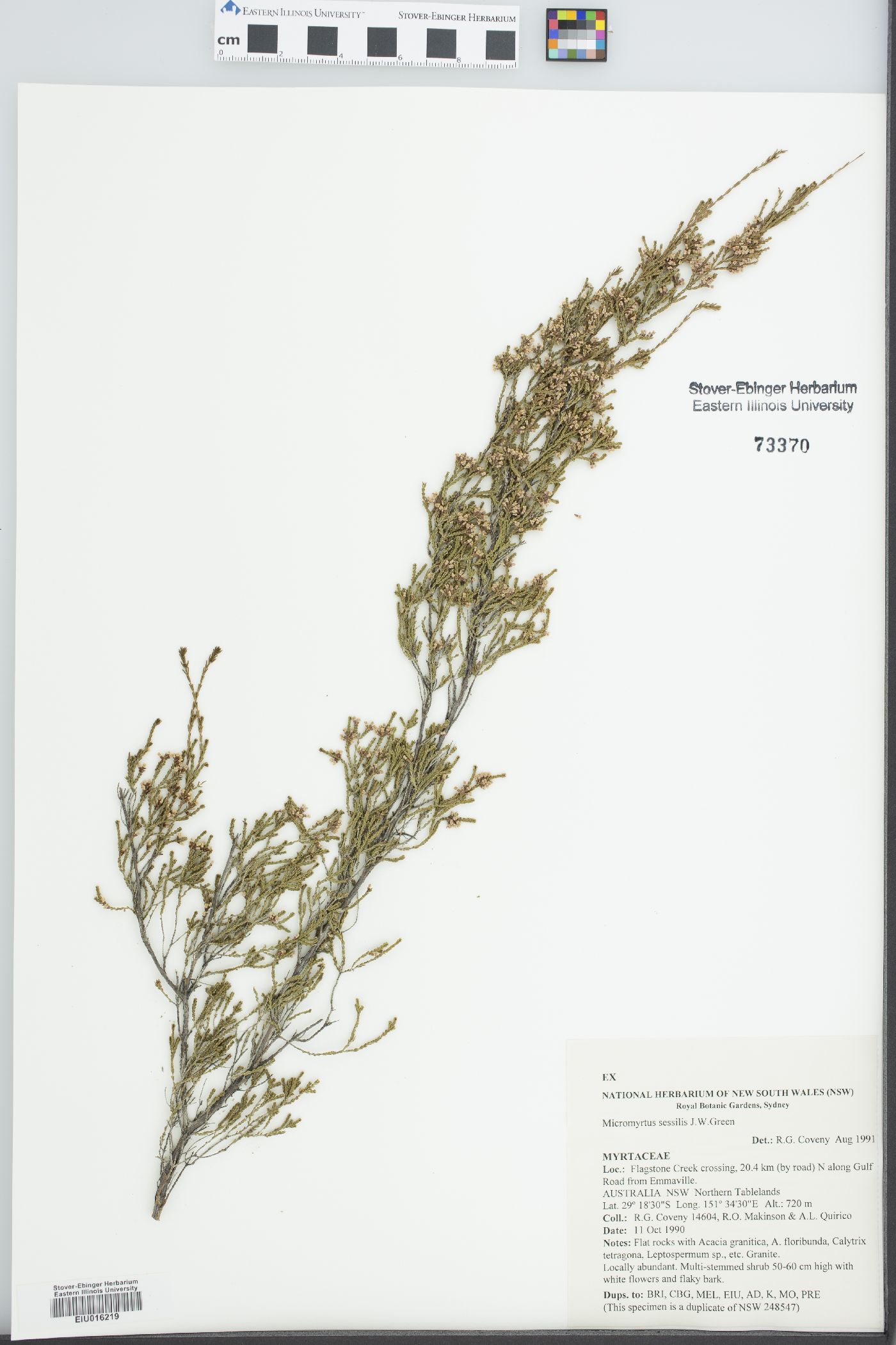 Micromyrtus sessilis image