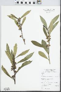 Tristaniopsis laurina image