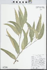 Eucalyptus grandis image