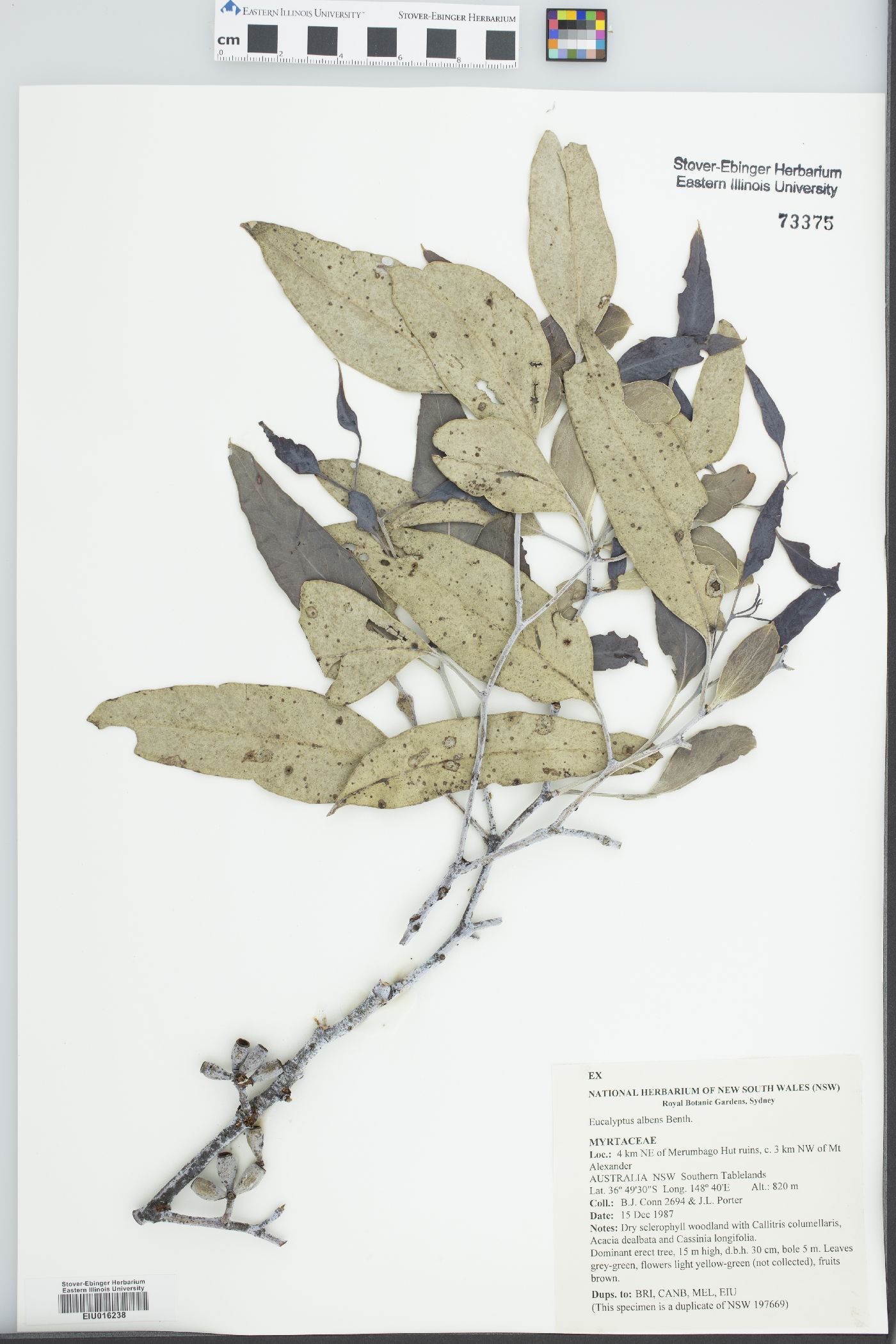 Eucalyptus albens image