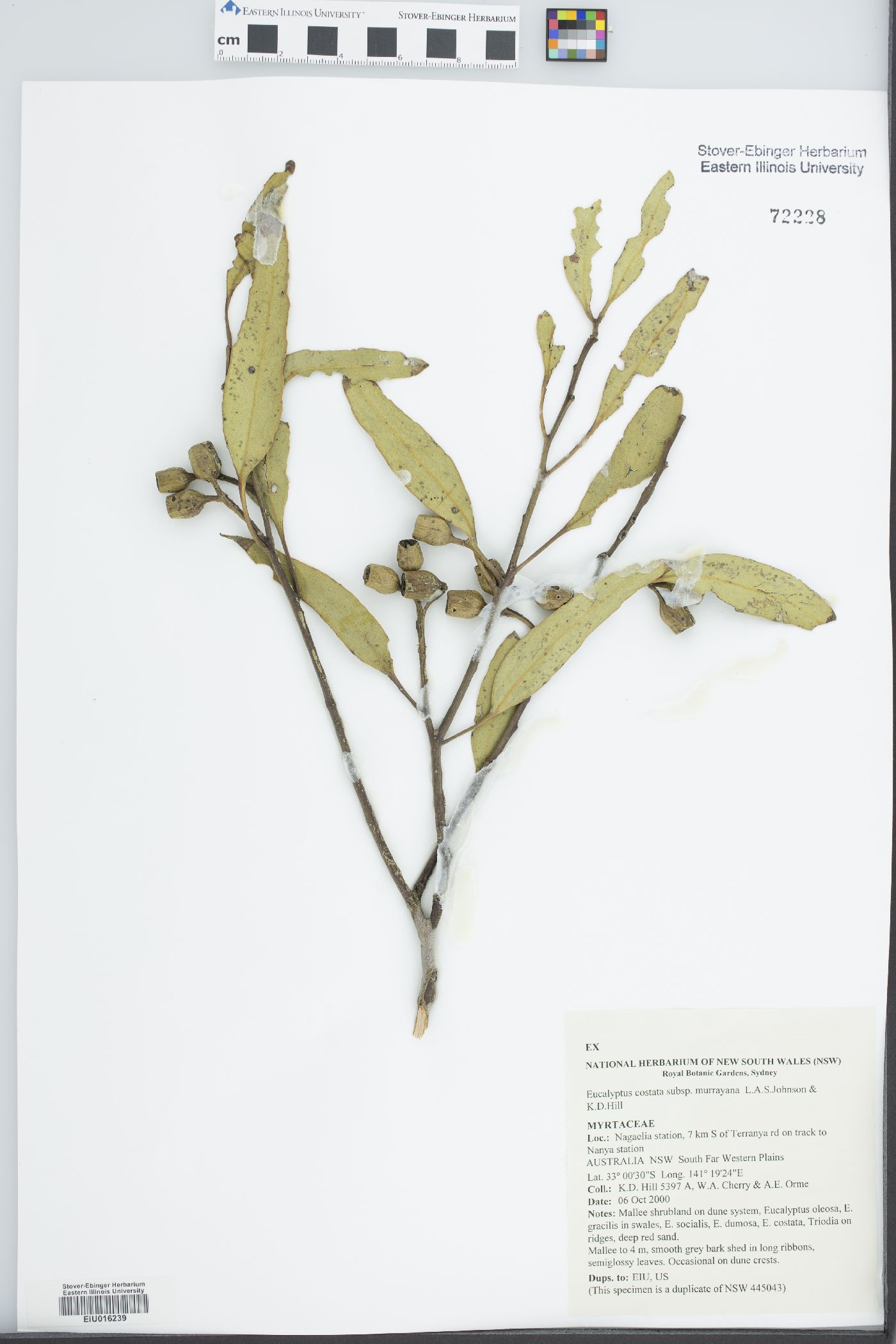 Eucalyptus costata subsp. murrayana image