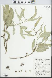 Eucalyptus dumosa image