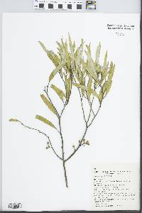 Eucalyptus gracilis image