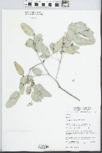 Eucalyptus melanophloia image