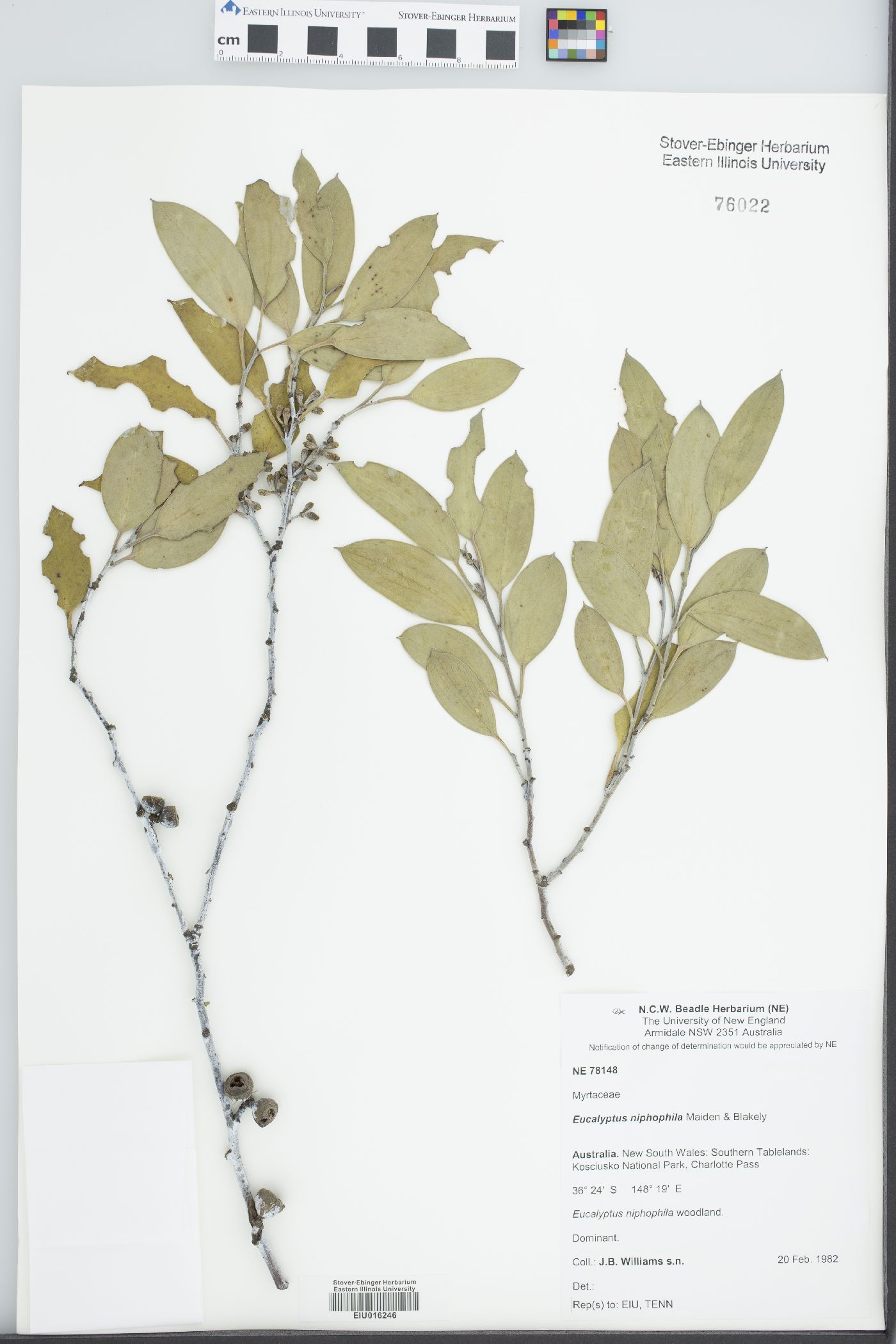 Eucalyptus niphophila image