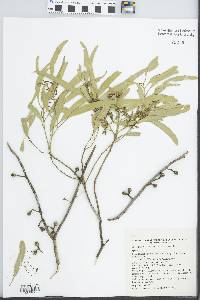 Eucalyptus oleosa image