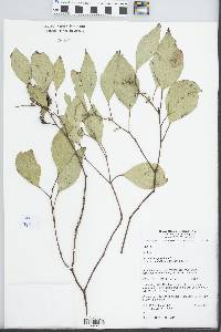 Eucalyptus populnea image
