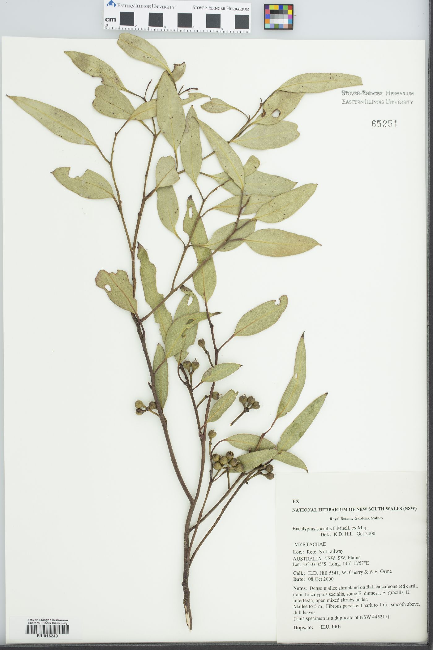 Eucalyptus socialis image