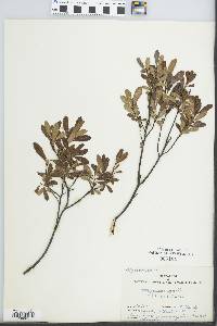 Myrica gale image