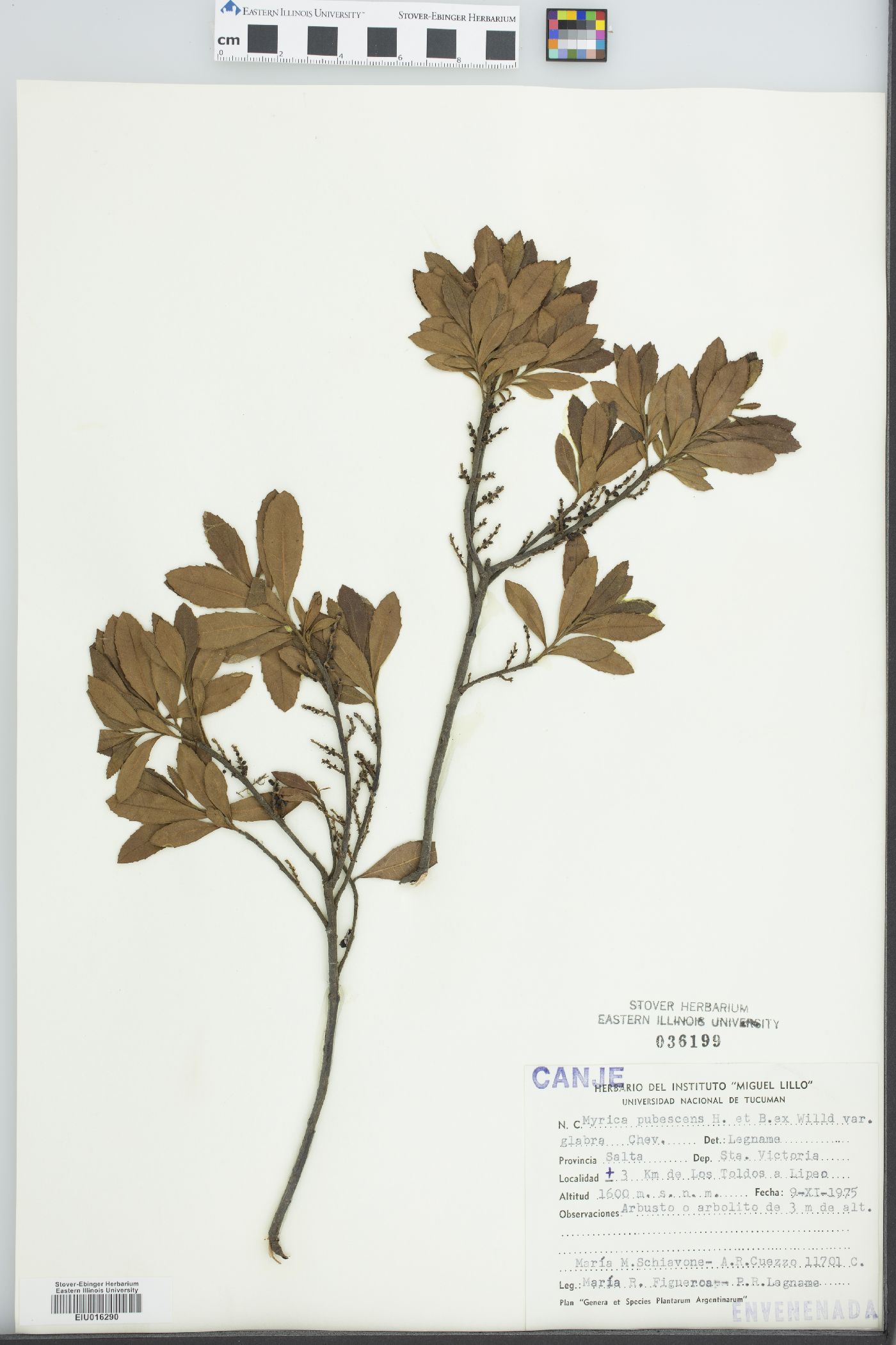 Myrica pubescens image