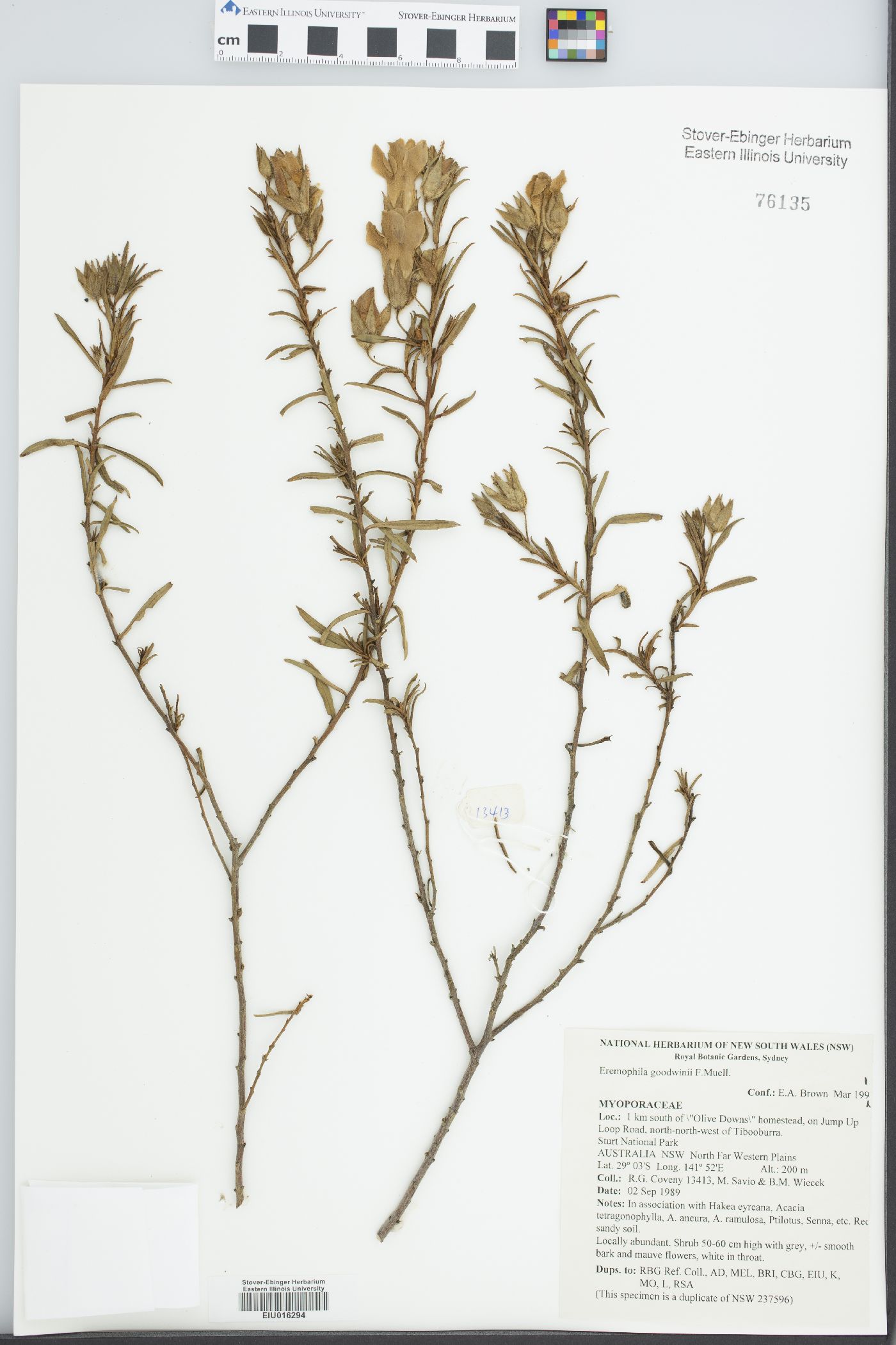 Eremophila goodwinii image