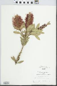 Callistemon citrinus image