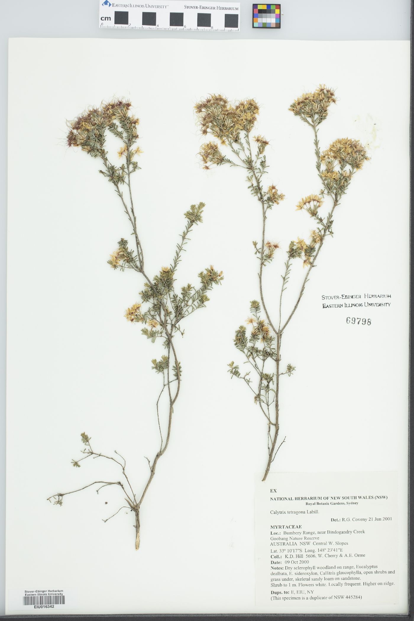 Calytrix tetragona image